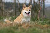 CORGI PEMBROKE 1163